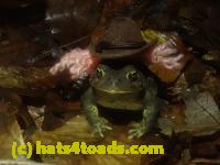 /home//u458753944/public_html/sourcegallery////McKaig Nature Center/2024-09-29/P9291600.JPG